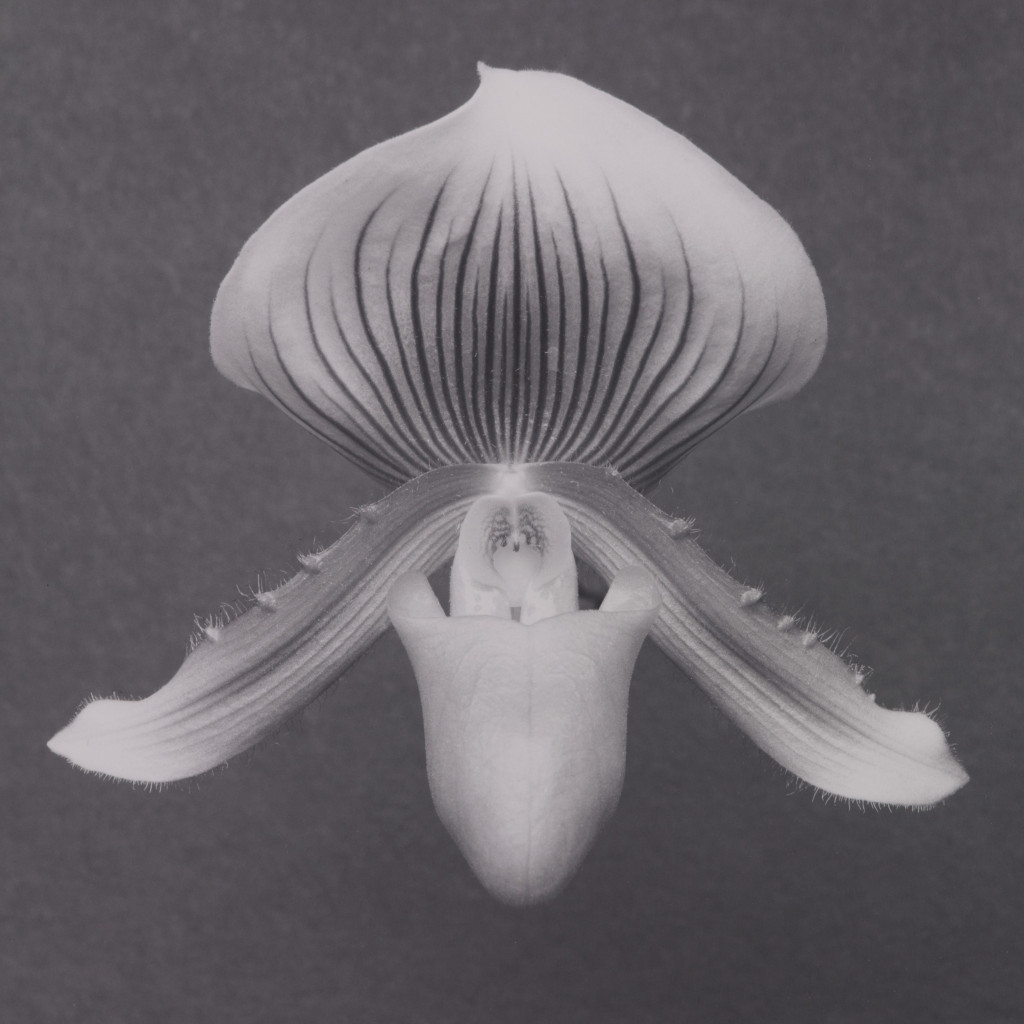 Orchid, 1988